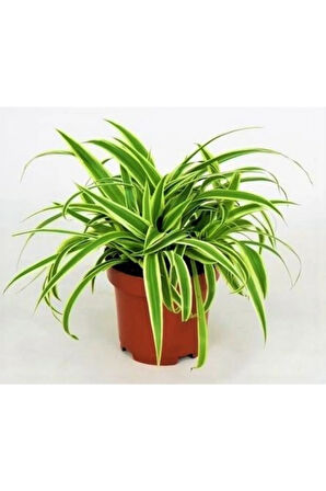 Hava Temizleyen Kurdela Çiçeği Ev Ofis Iç Mekan Salon Bitkisi