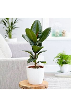 Kauçuk Bitkisi 55-65 Cm (beyaz Hediye Paketi Ile Beraber) + Mini Çiçek Hediyeli