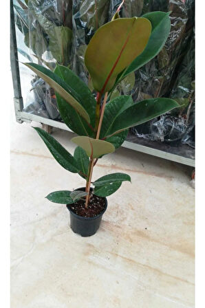 Kauçuk Bitkisi 55-65 Cm (beyaz Hediye Paketi Ile Beraber) + Mini Çiçek Hediyeli