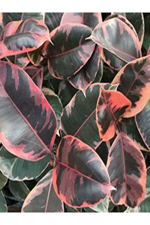 Pembe Alacalı Kauçuk Çiçeği - Ev Ofis Salon Iç Mekan Bitkisi 65-70 Cm