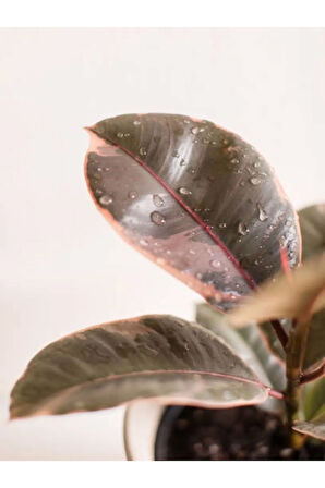 Pembe Alacalı Kauçuk Çiçeği - Ev Ofis Salon Iç Mekan Bitkisi 65-70 Cm