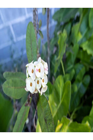 Dikenler Tacı Çiçekli Beyaz 8,5 Saksıda Dolgun Formlu Iç Mekan Bitkisi