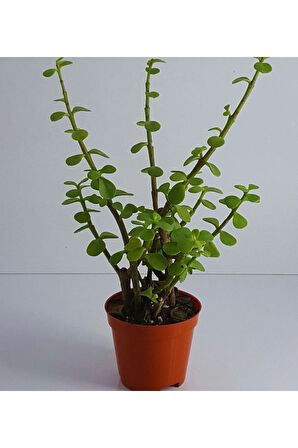 Yeşim (para) Çiçeği (20-40 Cm) 5.5 Saksıda Iç Mekan Bitkisi Balkon Bitkisi