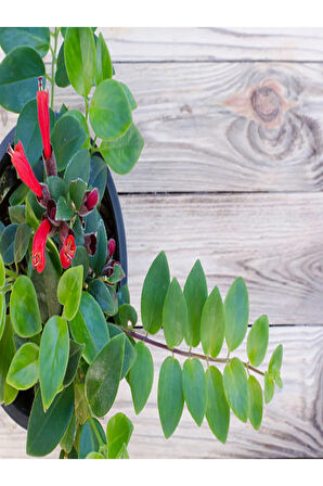 Ruj Çiçeği Aeschynanthus Sarmaşığı Ev Bitkisi Balkon Sarmaşığı Iç Mekan Bitkisi