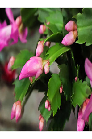 Schlumbergera 'pink' - Kaktüs Pembe Yılbaşı Çiçeği Yıllık Bitki Iç Mekan Bitkisi