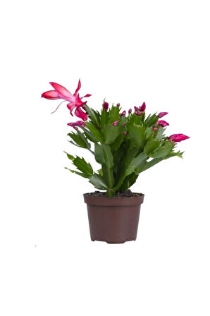 Schlumbergera 'pink' - Kaktüs Pembe Yılbaşı Çiçeği Yıllık Bitki Iç Mekan Bitkisi