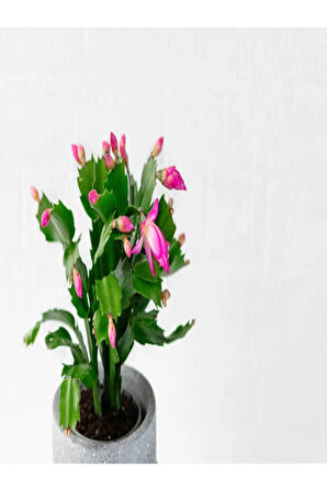 Schlumbergera 'pink' - Kaktüs Pembe Yılbaşı Çiçeği Yıllık Bitki Iç Mekan Bitkisi