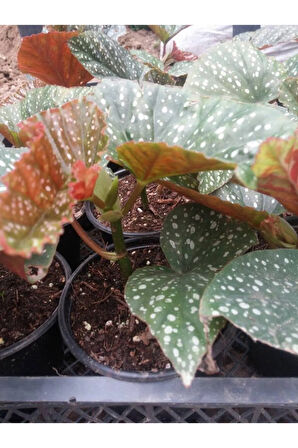 Çilli Begonya 8.5 Saksıda Begonia Corollina Mini Boy Bol Dallı Iç Mekan Bitkisi