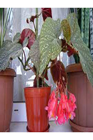 Çilli Begonya 8.5 Saksıda Begonia Corollina Mini Boy Bol Dallı Iç Mekan Bitkisi