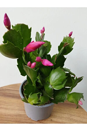 Schlumbergera Purple-kaktüs-yılbaşı Çiçeği Iç Mekan Bitkisi