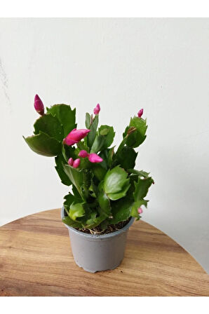 Schlumbergera Purple-kaktüs-yılbaşı Çiçeği Iç Mekan Bitkisi