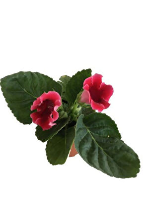 Gloxinia - Bardak Menekşe (kırmızı Çiçekli)