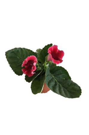 Gloxinia - Bardak Menekşe (kırmızı Çiçekli)