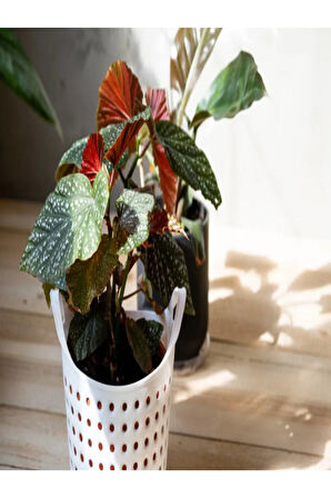 Çilli Begonya Yerli 14.5 Saksıda Dolgun Formlu Iç Mekan Bitkisi