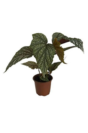 Çilli Begonya Yerli 14.5 Saksıda Dolgun Formlu Iç Mekan Bitkisi