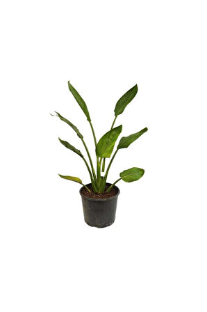 Starliçe - Beyaz Cennet Kuşu 50 -60 Cm (strelitzia Nicolai) Iç Mekan Bitkisi