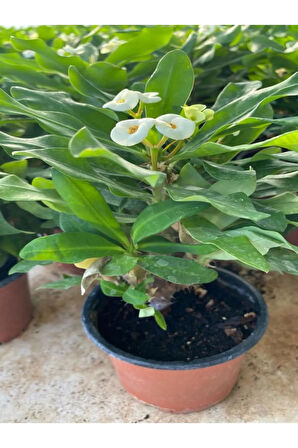 Euphorbia Milii White Dikenler Tacı Beyaz Ev Ofis Salon Iç Mekan Bitkisi - 25 Cm