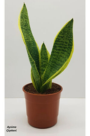 Paşa Kılıcı Sansevaria Peygamber Kılıç Çiçeği 35 Cm