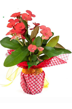 Dikenler Tacı Euphorbia Milii