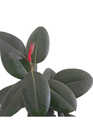 Ficus Elastika - Kauçuk Bitkisi 100 Cm Tek Kök