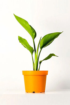 Strelitzia Nicolai 'starliçe' - Beyaz Cennet Kuşu Çiçeği - Ev Ofis Salon Iç Mekan Bitkisi - 40 Cm