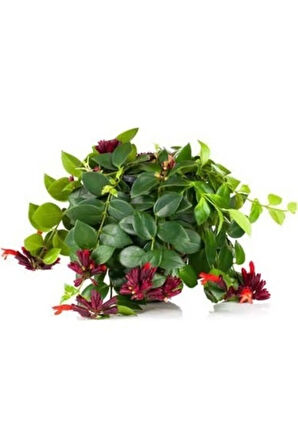 Ruj Çiçeği, Askıda Aeschynanthus Sarmaşığı Sarmaşık