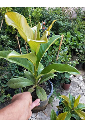 Kampanyalı kokulu Bitki Seti Manolya+ Fiilbahri+ Katmerli Ful Yasemin Çiçeği