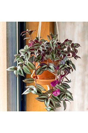 Telgraf Çiçeği Askılı Saksı Tradescantia Zebrina Çiçeği