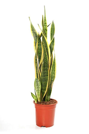 Büyük Paşa Kılıcı Peygamber Kılıcı Sansevaria Bitkisi Ev,ofis Ve Salon Bitkisi
