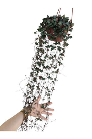 Kalp Kalbe Karşı Çiçeği - Ceropegia Woodii