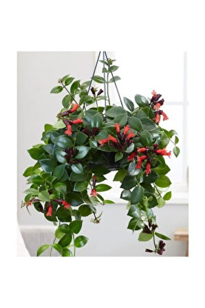 Askılı Saksıda Ruj Çiçeği Aeschynanthus Sarmaşığı