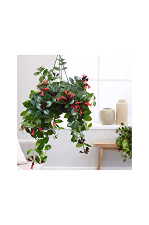 Askılı Saksıda Ruj Çiçeği Aeschynanthus Sarmaşığı
