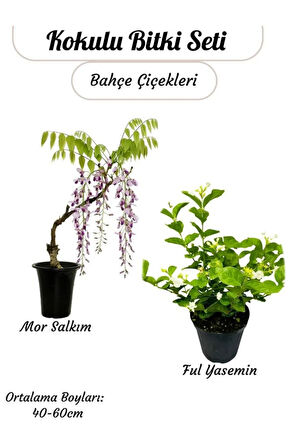Kokulu Bitki İkilisi – Saksılı Katmerli Ful Yasemin ve Mor Salkım Sarmaşığı
