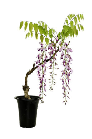 Kokulu Bitki İkilisi – Saksılı Katmerli Ful Yasemin ve Mor Salkım Sarmaşığı