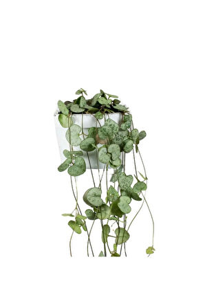 Ceropegia Woodii Kalp Kalbe
