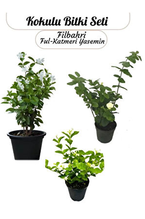 Saksıda 3’lü Doğal Set Kokulu Filbahri –Katmerli Ful– Ful Yasemin Çiçeği Saksılı