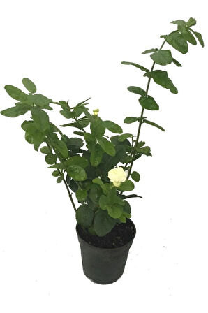 Saksıda 3’lü Doğal Set Kokulu Filbahri –Katmerli Ful– Ful Yasemin Çiçeği Saksılı