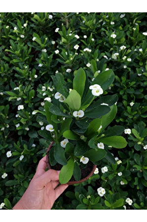 Videolu Beyaz Renk Dikenler Tacı Çiçekli Ithal Hollanda Milli Saksılı Kaktüs (WHİTE EUPHORBİA)