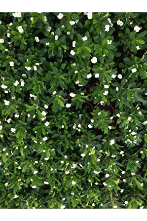 Videolu Beyaz Renk Dikenler Tacı Çiçekli Ithal Hollanda Milli Saksılı Kaktüs (WHİTE EUPHORBİA)