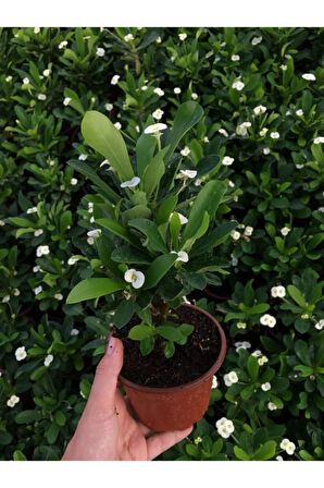 Videolu Beyaz Renk Dikenler Tacı Çiçekli Ithal Hollanda Milli Saksılı Kaktüs (WHİTE EUPHORBİA)