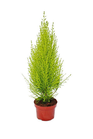 Cupressus Çamı Gold Creast Limoni Servi 30 40 Cm