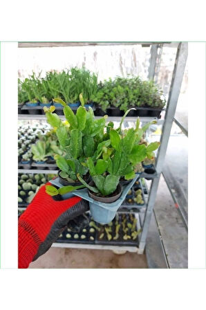 4 Adet Yılbaşı Çiçeği