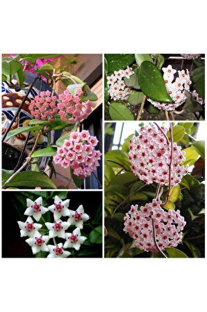 Mum Çiçeği Fidesi Hoya Carnosa Kokulu 9cm Saksıda 2 Adet