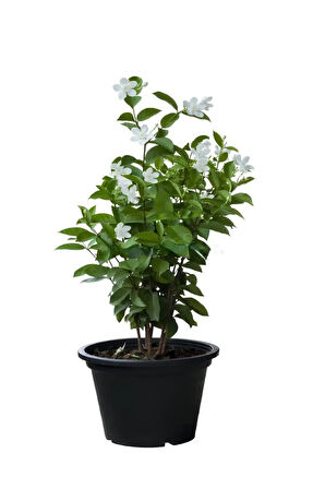 Çiçekli Ürün Kombini – Filbahri, Katmerli Ful ve Duranta-Duranda (Mor Ağaç Menekşesi)