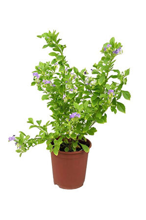 Çiçekli Ürün Kombini – Filbahri, Katmerli Ful ve Duranta-Duranda (Mor Ağaç Menekşesi)