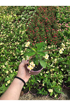 Dikenler Tacı Çiçekli Ithal Hollanda Milli (krem)