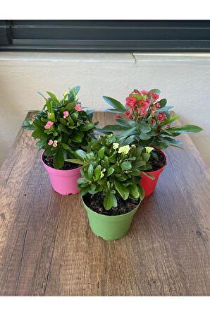 Euphorbia Milii - 3'lü Dikenler Tacı Set