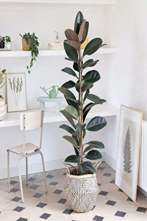 Kauçuk Bitkisi 2 Köklü 60-80 Cm
