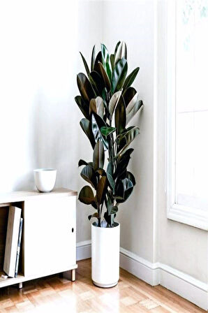 Kauçuk Bitkisi 2 Köklü 60-80 Cm