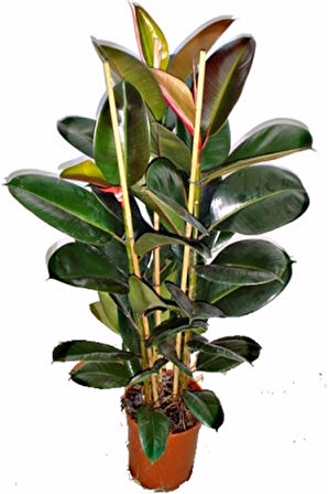 Kauçuk Bitkisi 2 Köklü 60-80 Cm